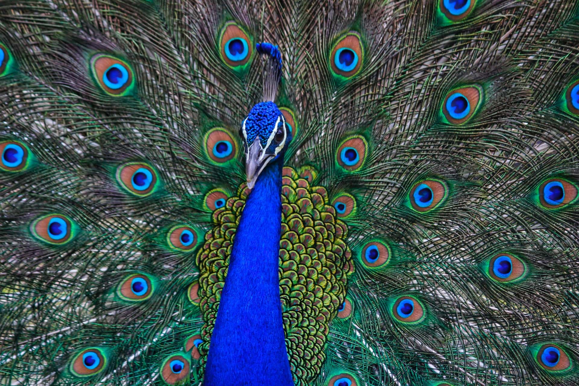 peacock paintings vastu