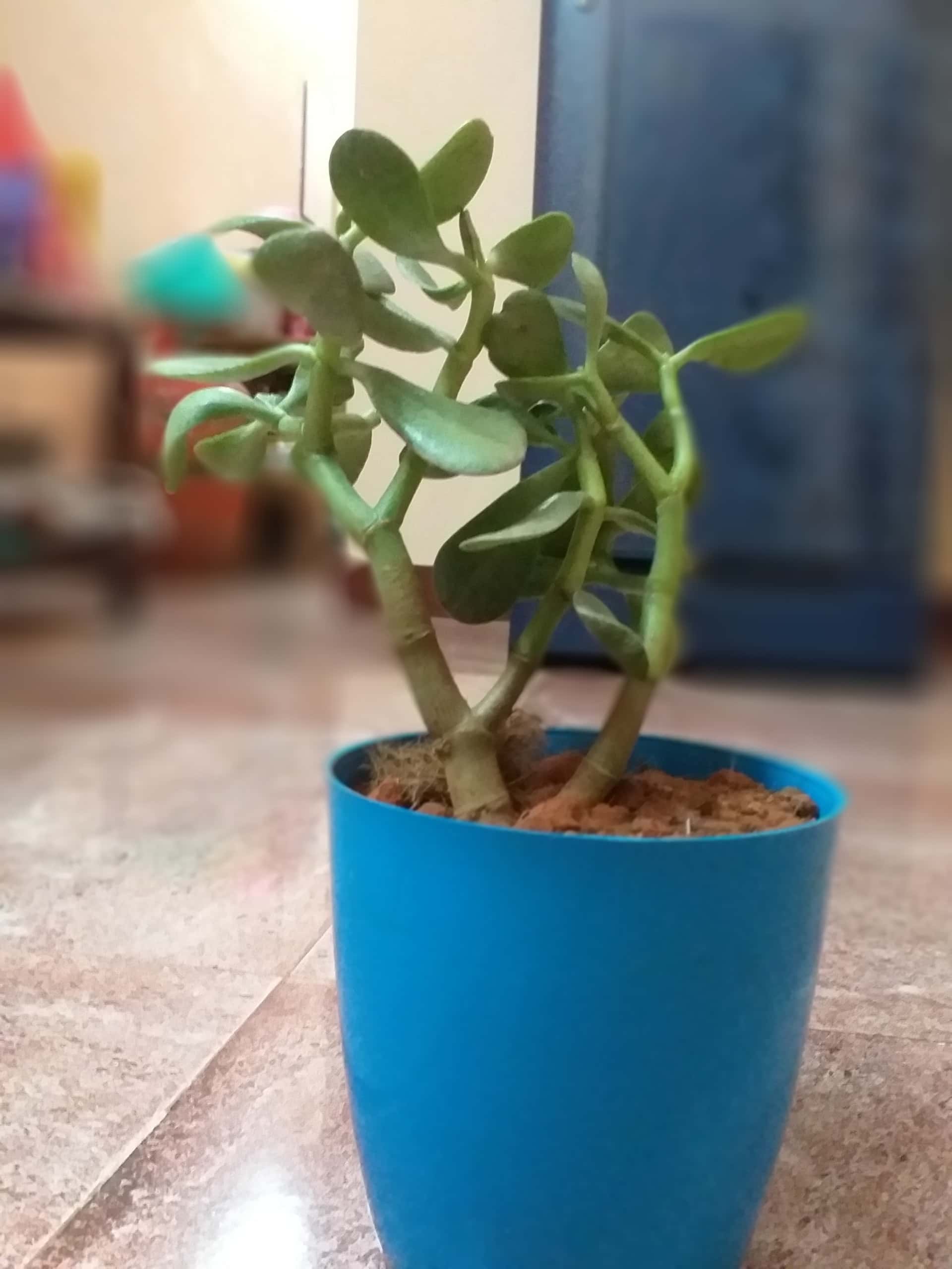 Take Care of Jade Plant