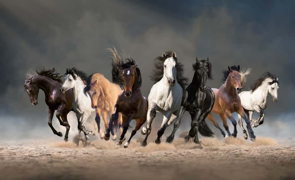 Seven Horse Painting, For Home Decor