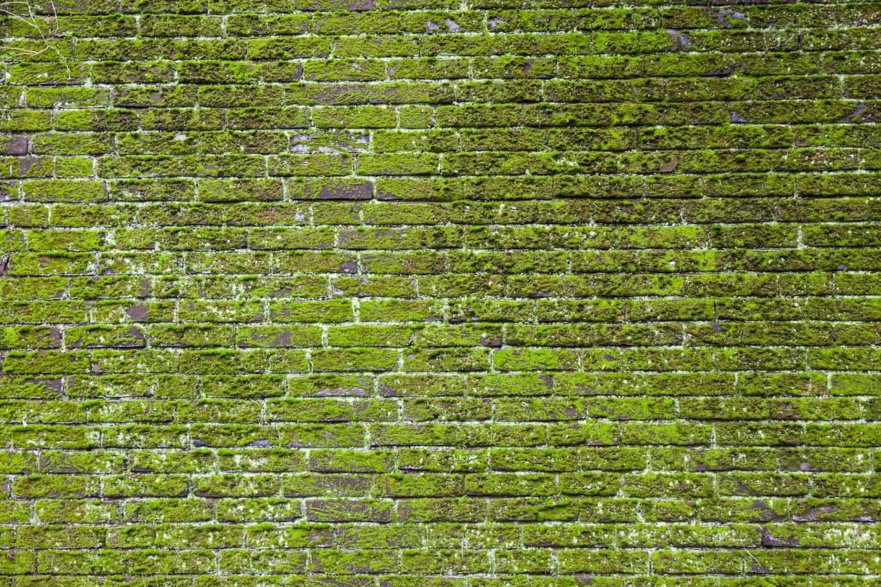 what is moss wall