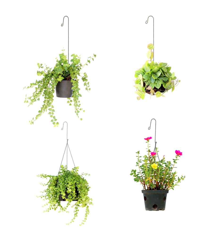 hanging succulent planters from adhesive hooks